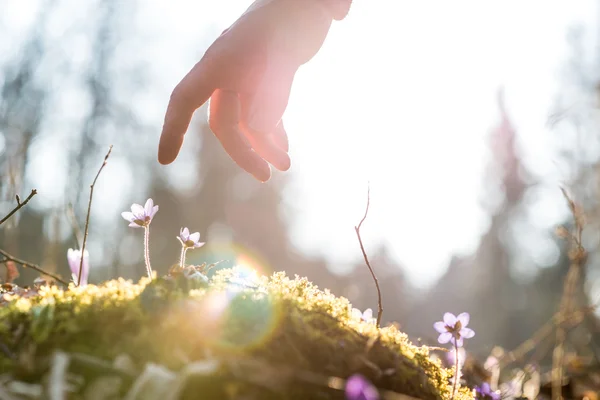 Mano de un hombre sobre una flor azul iluminada por el sol —  Fotos de Stock