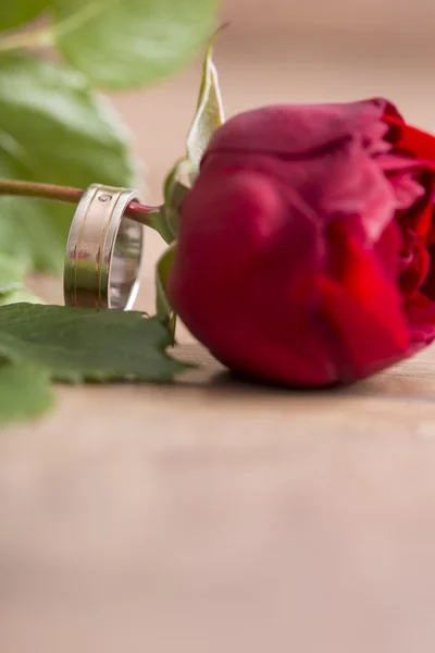 Romantic wedding band on a single red rose — Zdjęcie stockowe