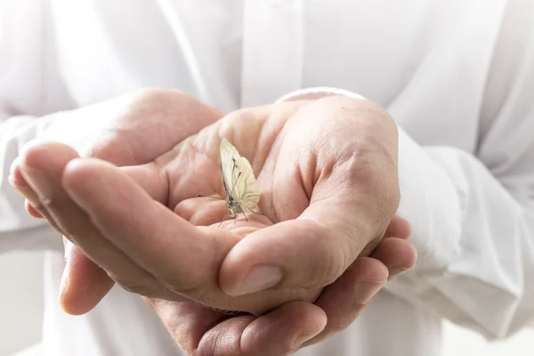 Empresario manos desnudas con pequeño insecto mariposa — Foto de Stock