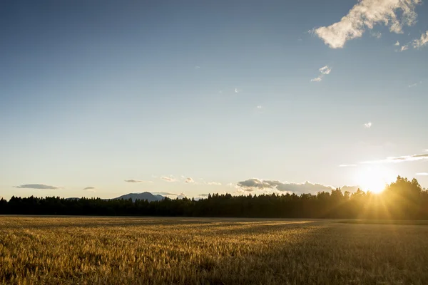 Lever de soleil sur un champ de blé mûr — Photo