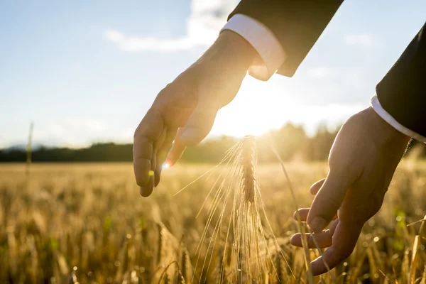 Businessman holding his hands around an ear of wheat — 图库照片