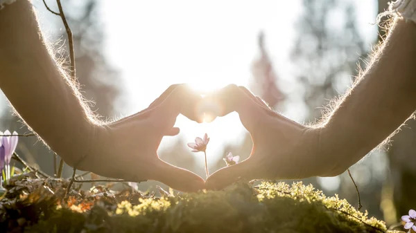 Mãos formando forma de coração em torno de flor pequena — Fotografia de Stock