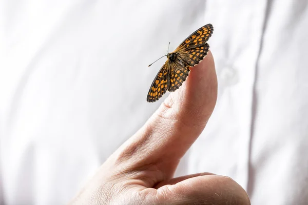Bela borboleta em um dedo de homem de negócios segurando a mão — Fotografia de Stock