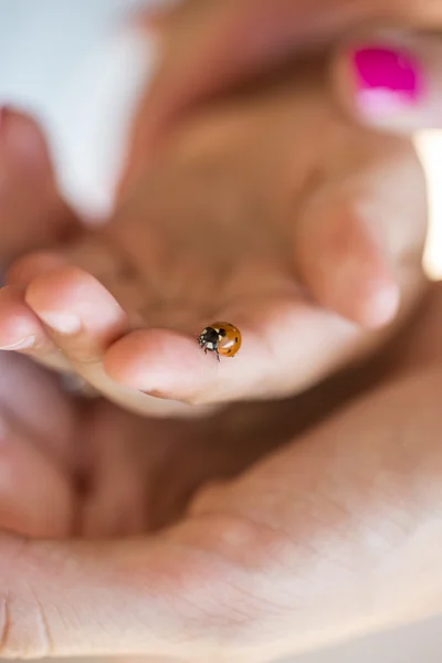 Person holding a ladybird on one finger — Stock Photo, Image