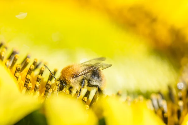 Abejorro alimentándose de un girasol — Foto de Stock