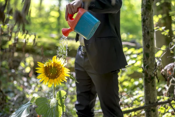 Uomo d'affari che annaffia un girasole — Foto Stock