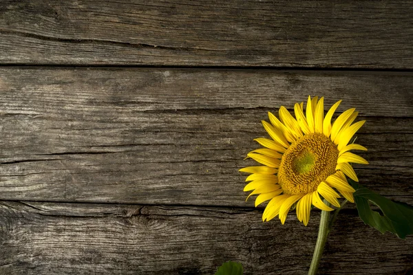 Girasole giallo fresco singolo su legno — Foto Stock