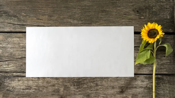 Sonnenblume und leere weiße Karte oder Blatt Papier mit Kopierraum — Stockfoto