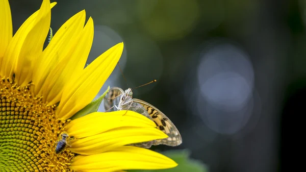 Метелик на соняшнику — стокове фото