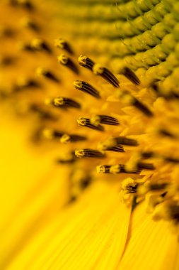 Closeup of beautiful yellow sunflower stamens, pistils and polle
