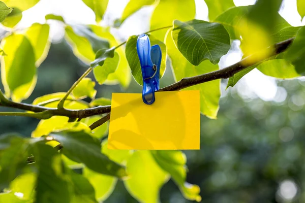 Yellow paper card hanging from a fresh green tree branch — ストック写真