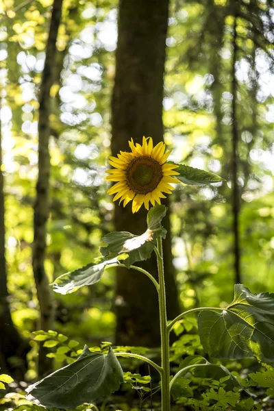 Beau tournesol jaune fleurissant — Photo