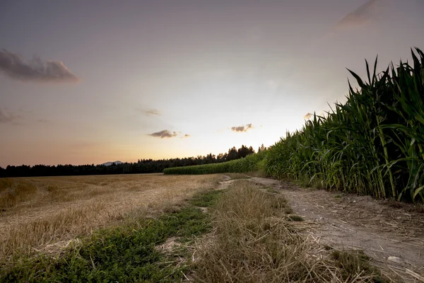 Hermosa naturaleza - trigo dorado y el borde del campo de maíz verde —  Fotos de Stock