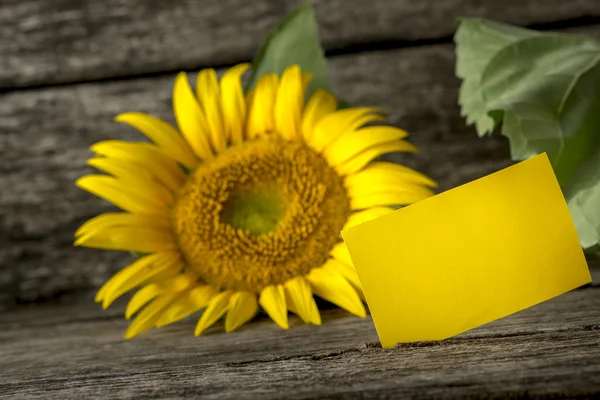 Blank yellow greeting card and a beautiful blooming sunflower on — Stock Photo, Image