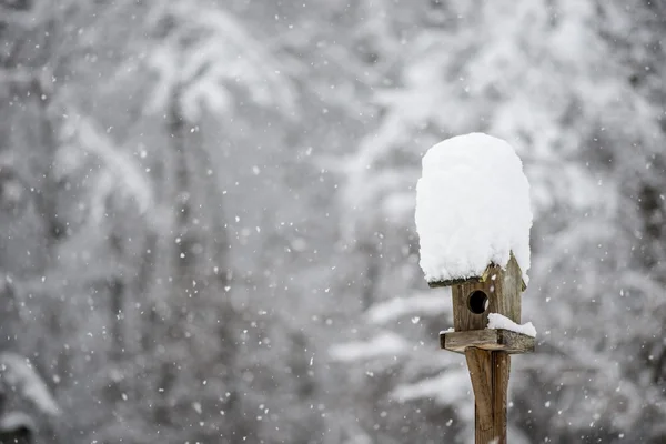 戴着帽子的冬天雪喂鸟器 — 图库照片