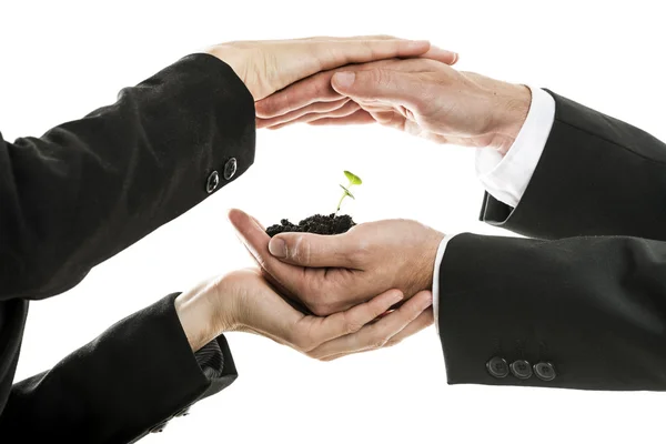 Male and female business hands holding and protecting new green — Stock Photo, Image