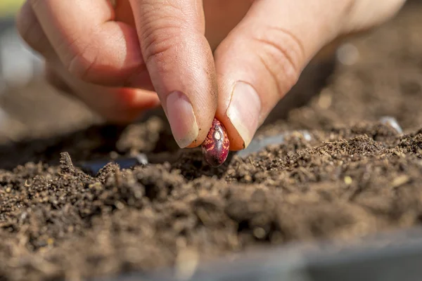 Крупный план женской руки, сажающей семя красной фасоли в плодородный — стоковое фото