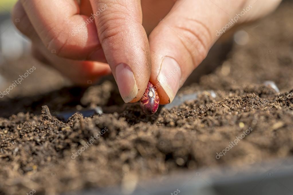 planter une graine