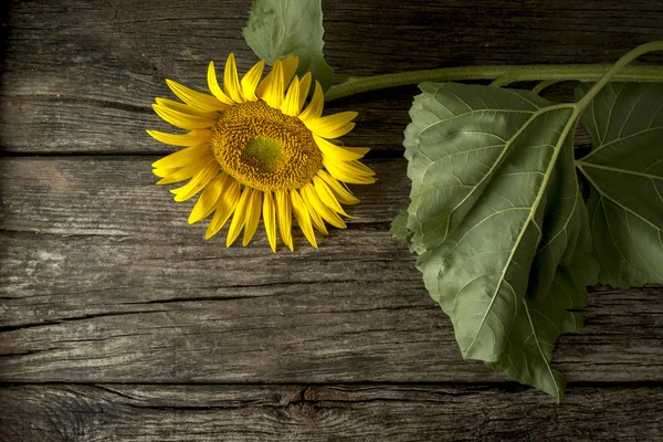 Hermoso girasol amarillo en flor en un escritorio de madera rústico —  Fotos de Stock