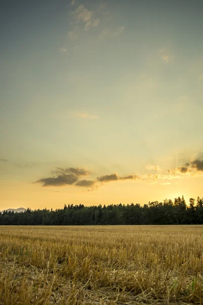 Beautiful nature - harvested wheat field under majestic evening — Stock Photo, Image