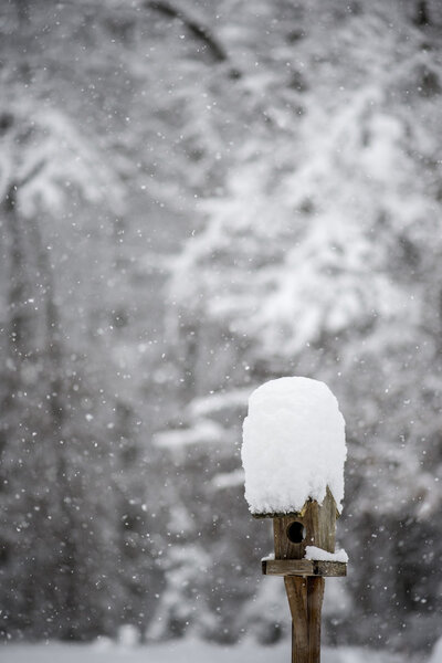 Bird feeder with a cap of snow standing in a winter garden