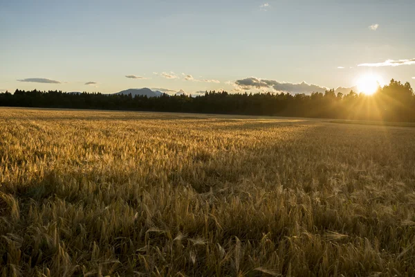 Beautiful golden ripening wheat field gently flowing in the wind — Stock Photo, Image