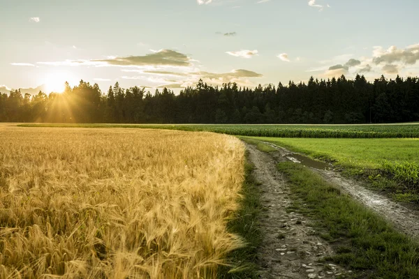 Красиве пейзажне зображення поданого золотистої пшениці і зеленого рірені — стокове фото
