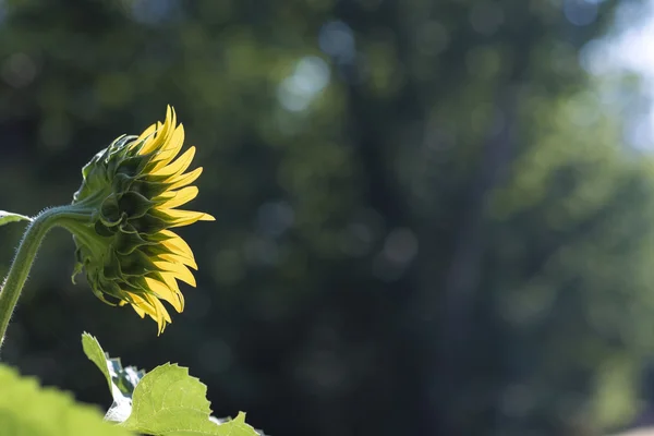 Вид збоку на красивий квітучий соняшник, що росте в природі — стокове фото