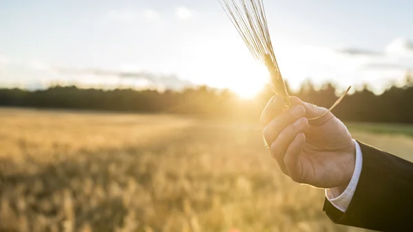 Närbild av manliga handen håller en vete örat över en bakgrund av bl — Stockfoto