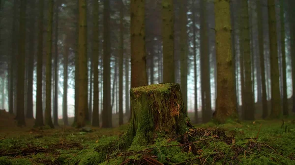 Egy Fatönk Egy Nedves Erdőben — Stock Fotó