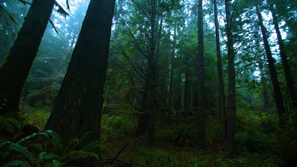 ぬれた葉を持つ雨林暗い森 — ストック写真