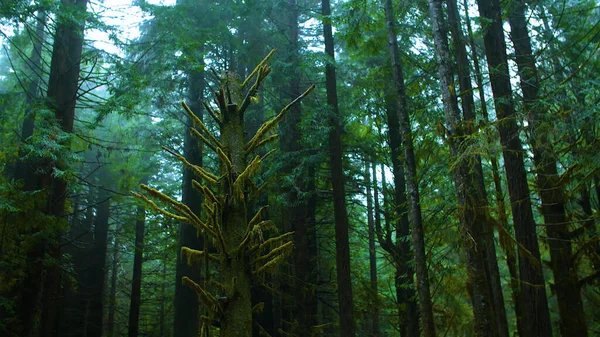 Regnig Skog Dyster Regnskog Med Våta Blad — Stockfoto