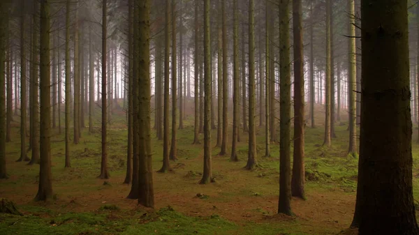Troncos Árboles Bosque Con Niebla —  Fotos de Stock