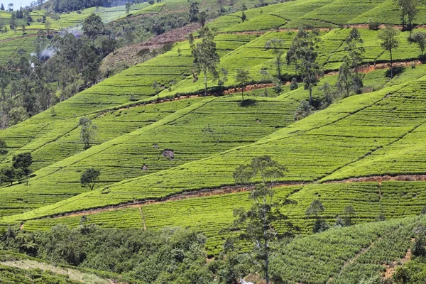 Hermosa plantación de té de Sri Lanka — Foto de Stock