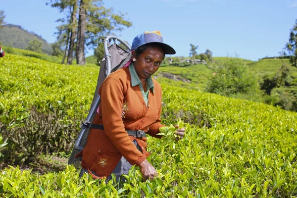 Trabalhadora de plantação de chá feminina, Sri Lanka — Fotografia de Stock