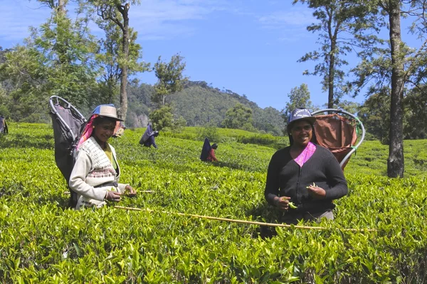 Mulheres Trabalhadoras da plantação de chá, Sri Lanka — Fotografia de Stock
