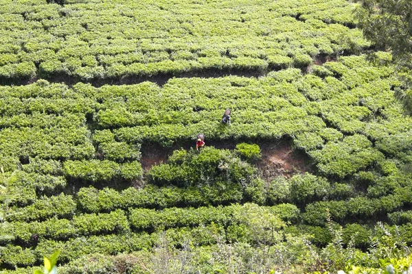 Trabajadoras de plantaciones de té, Sri Lanka — Foto de Stock