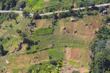 Hill Country teraslama, Sri Lanka