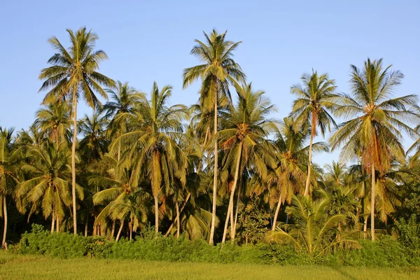 Palm Trees, Late Afternoon, Sri Lanka — Stock Photo, Image