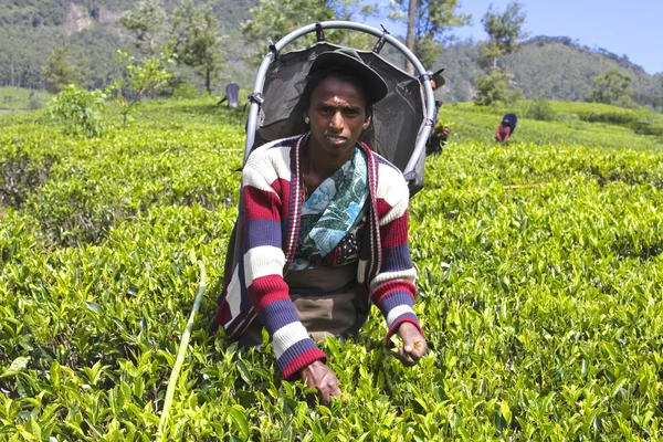 Srí Lanka-i női munkavállaló Tea ültetvény — Stock Fotó