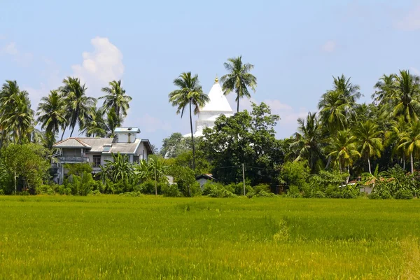 Estupa de Sri Lanka, Palmeras, Campo de arroz — Foto de Stock