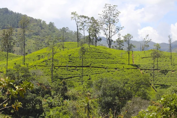 Plantación de té bien cuidado, Sri Lanka — Foto de Stock