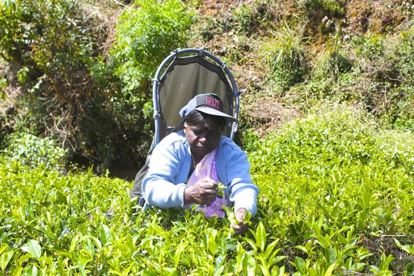 Folhas de colheita de trabalhador de plantação de chá, Sri Lanka — Fotografia de Stock