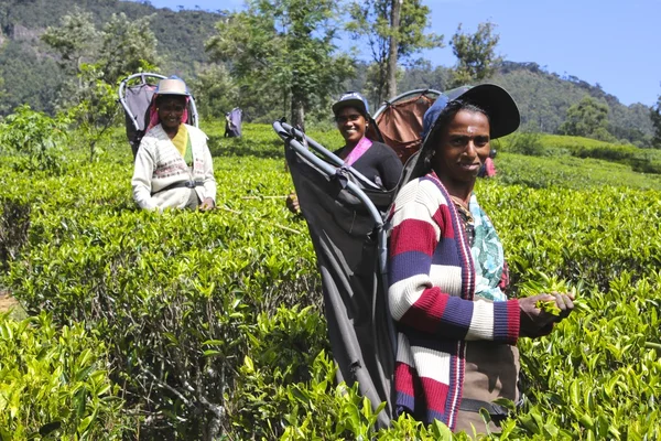 Tea Plantation dolgozók betakarítás a levelek, Srí Lanka — Stock Fotó
