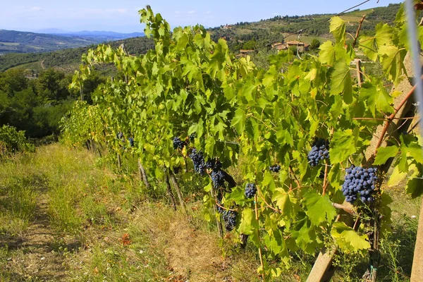 Wijngaarden en druiven, Italië — Stockfoto