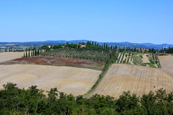 Тосканская оливковая роща — стоковое фото