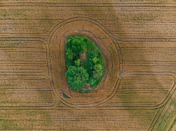 Luftaufnahme Von Oben Nach Unten Blick Auf Grünes Gebüsch Zwischen — Stockfoto