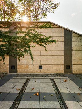 Sarmaşık dalları ve beyaz güneşli gökyüzü olan beton bir duvar.