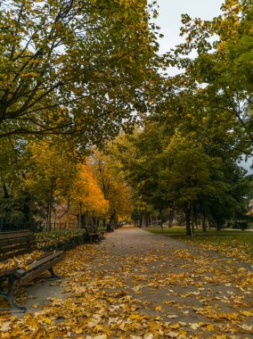 Sarı yapraklarla dolu parkta yüksek ağaçlar arasında yol