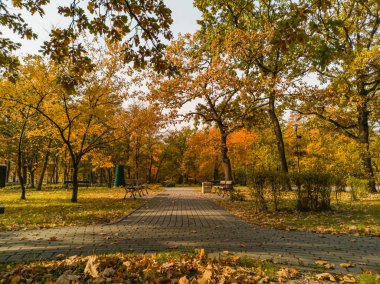 Sonbaharda yapraklarla dolu parkta yol